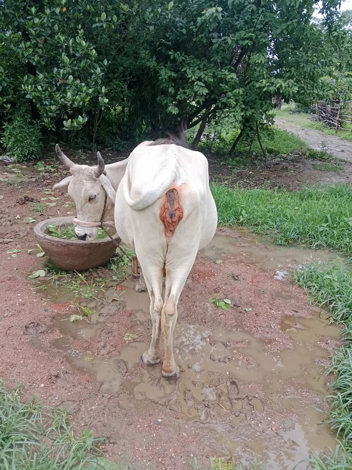 Tharparkar Cow in  MADHYA PRADESH