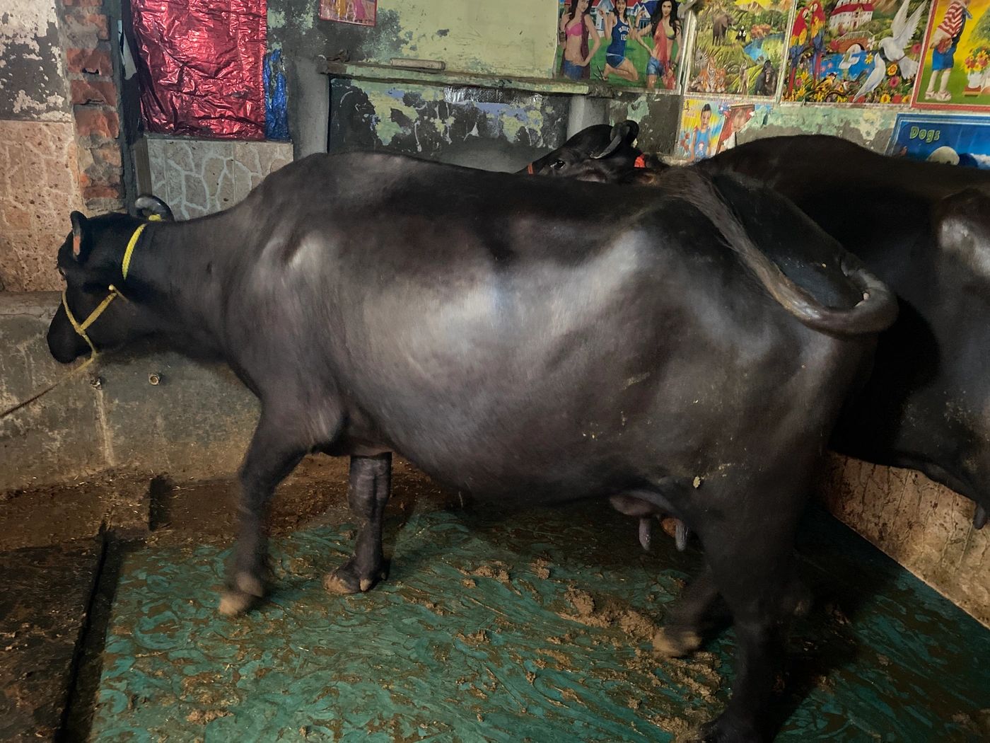 Murrah Buffalo M4550 in HARYANA
