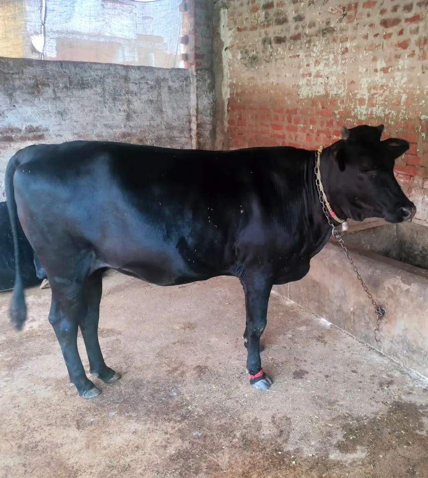 Jersey Heifer Cow J1490 in  UTTAR PRADESH