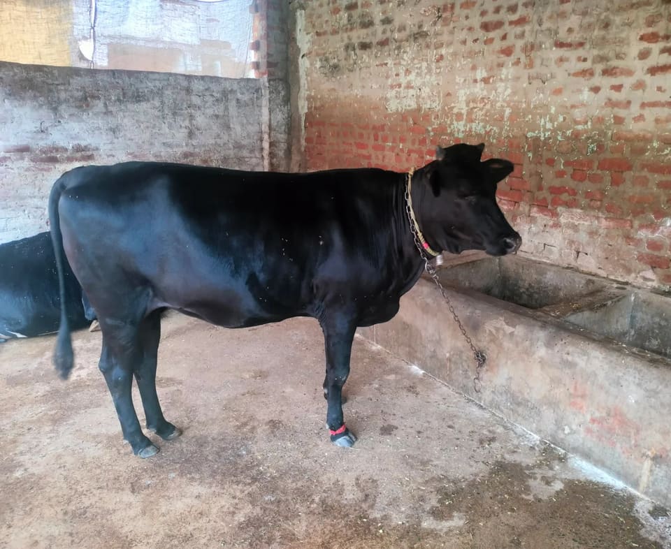 Jersey Cow in  UTTAR PRADESH