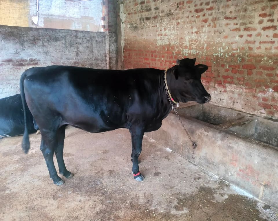 Jersey Heifer Cow J1495 in  UTTAR PRADESH