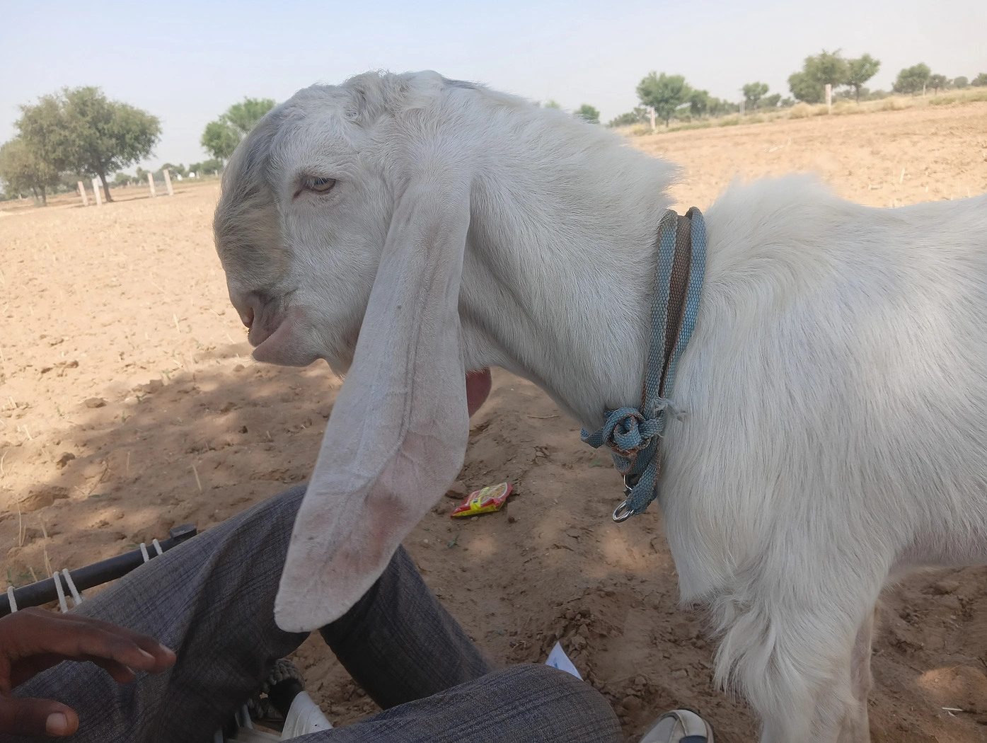 Sannen Goat S0146, District:  NAGAUR, State:  RAJASTHAN