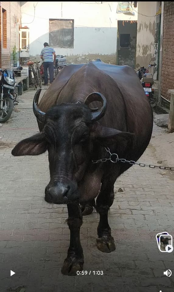 Murrah Buffalo in  UTTAR PRADESH
