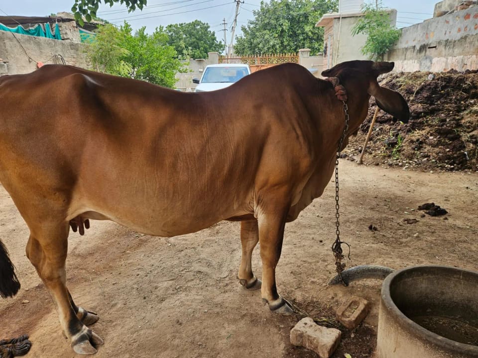 Gir Cow G2062 in  RAJASTHAN
