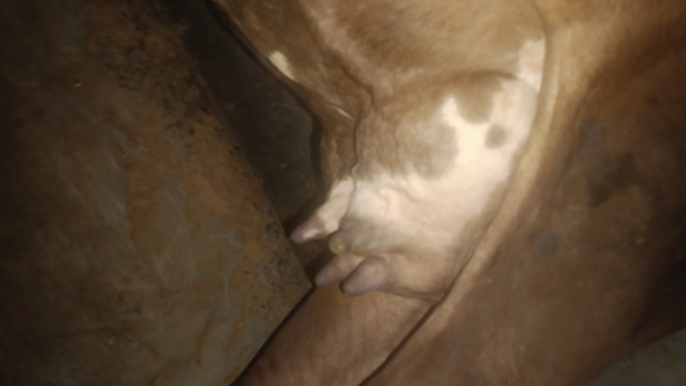 Dogle Cow O0265, Lactation: 2, MilkPerDay: 8Litres, District:  GAUTAM BUDDHA NAGAR, State:  UTTAR PRADESH