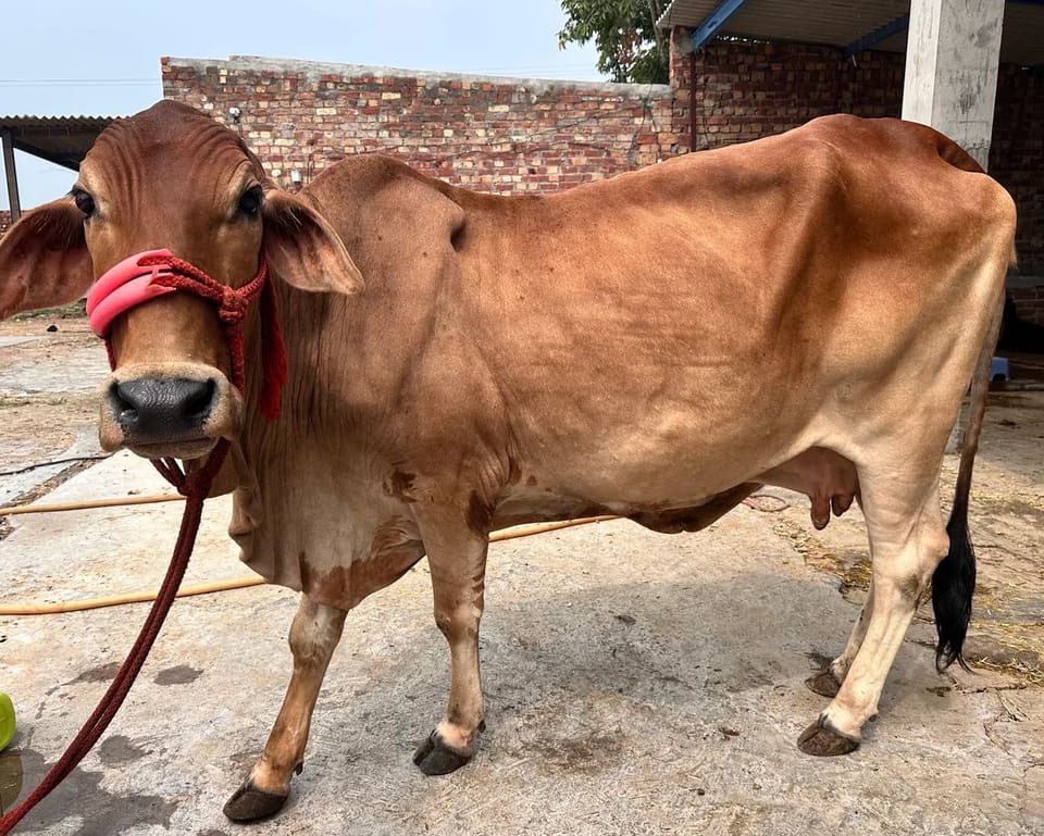 Sahiwal Cow S1838 in PUNJAB