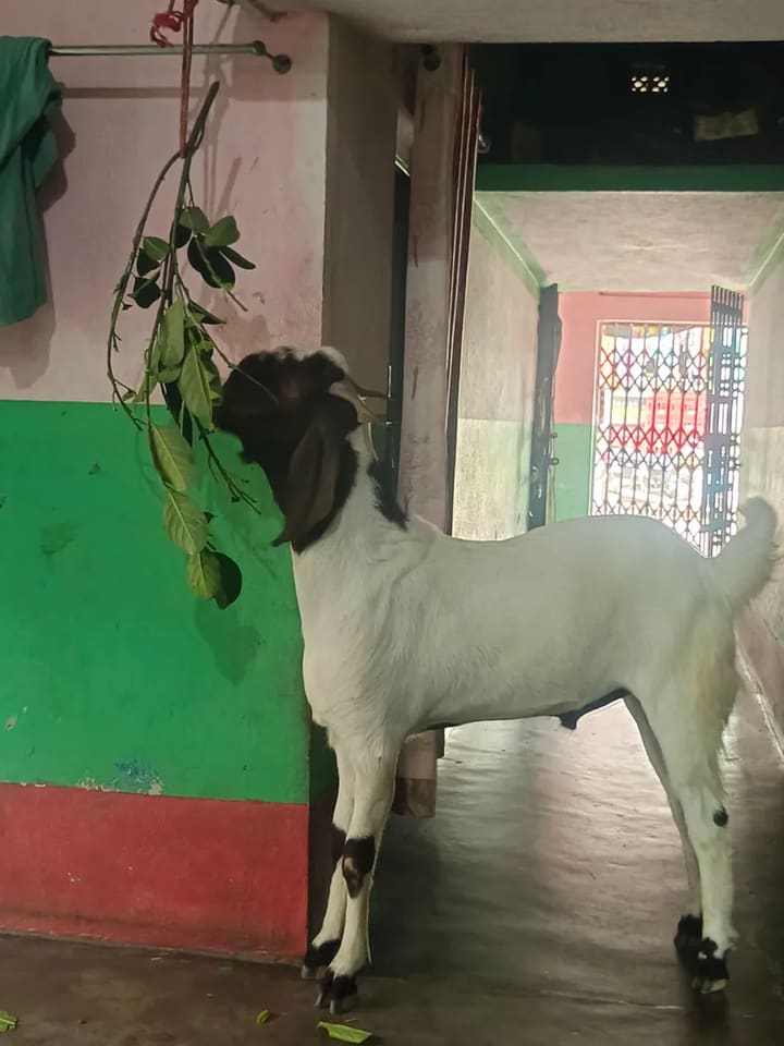 Beetal Goat in  WEST BENGAL