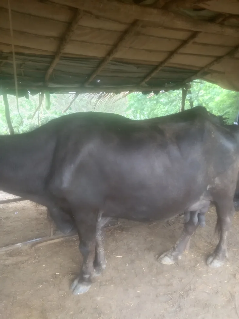 Murrah Buffalo M4619 in  GUJARAT