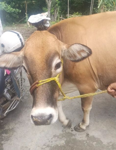 Jersey Cow J1394, Pregnant: 8 Months, District:  MANDI, State:  HIMACHAL PRADESH