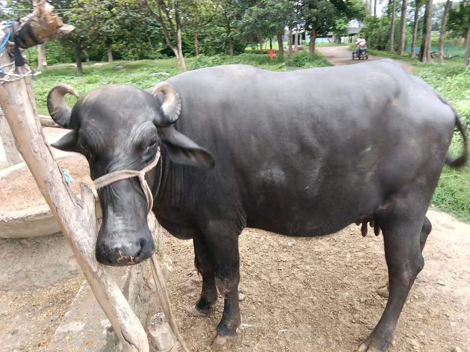 Others Buffalo in  UTTAR PRADESH