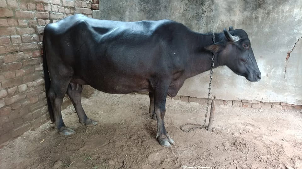 Others Buffalo in  HARYANA