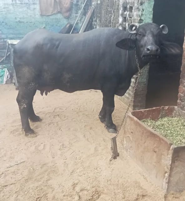 Murrah Buffalo M4796 in  HARYANA