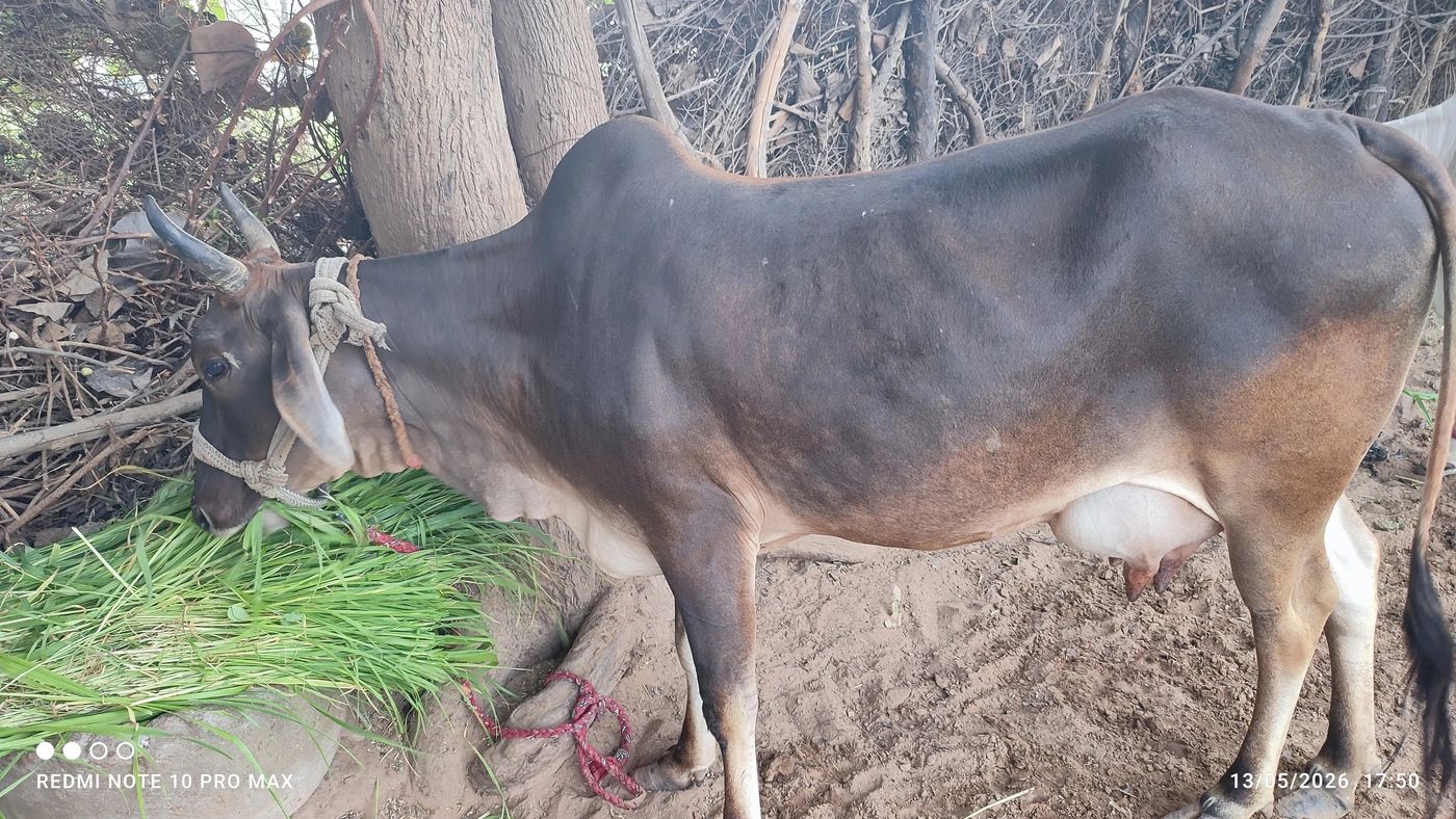Desi Cow O0317, Lactation: 2, MilkPerDay: 8Litres