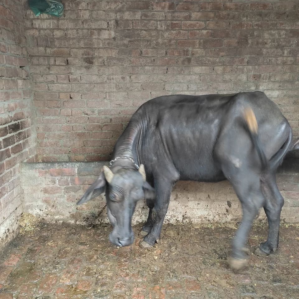 Others Buffalo in  HARYANA