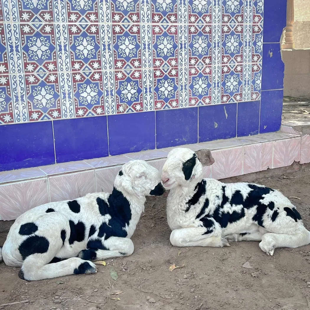 Black Bengal Goat in  UTTAR PRADESH