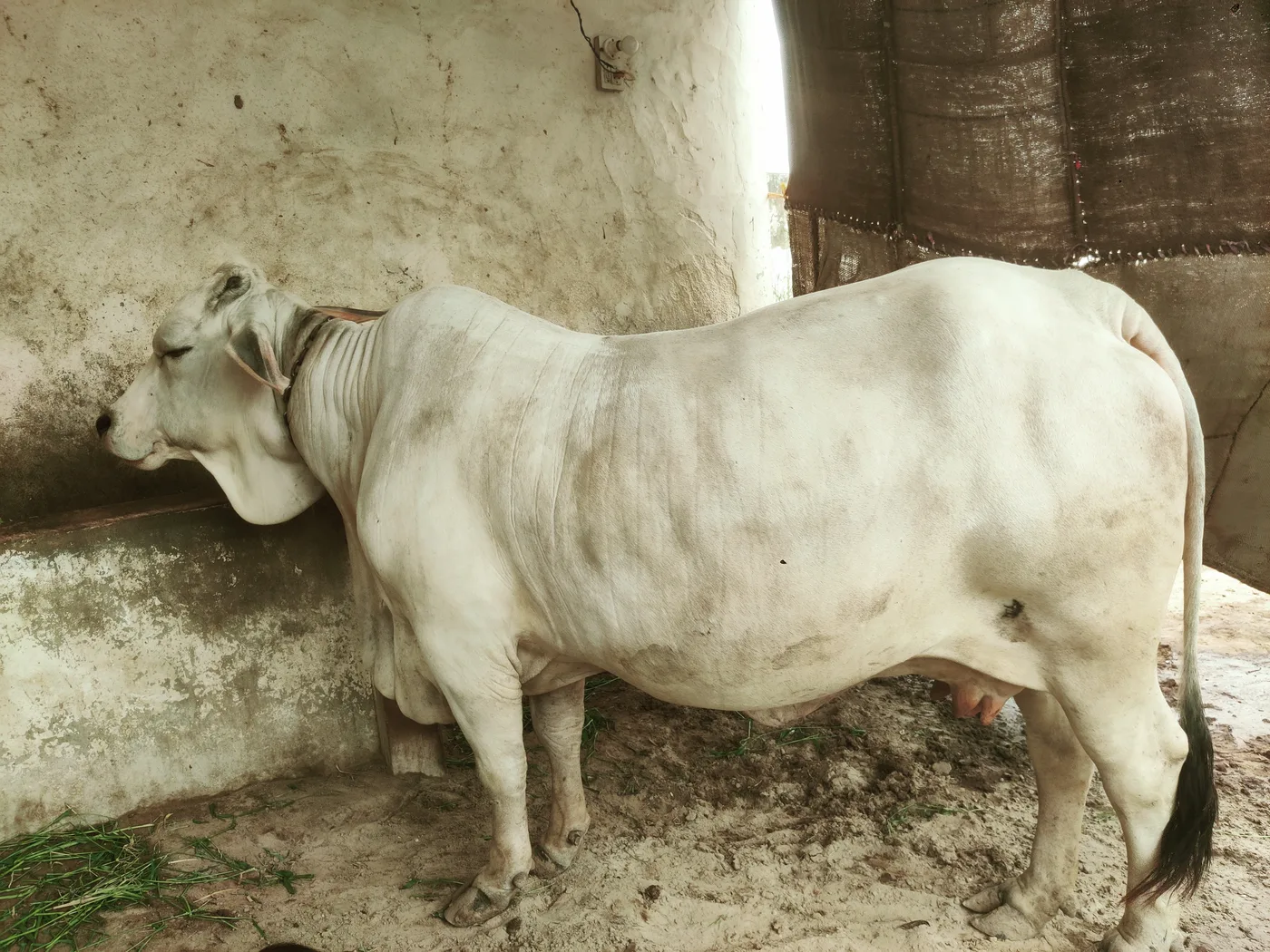 Tharparkar Cow in RAJASTHAN