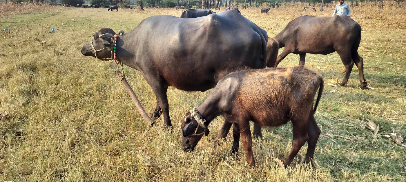 Jafarabadi Buffalo J0397, Lactation: 2, MilkPerDay: 7Litres, District:  Bapatla, State:  ANDHRA PRADESH
