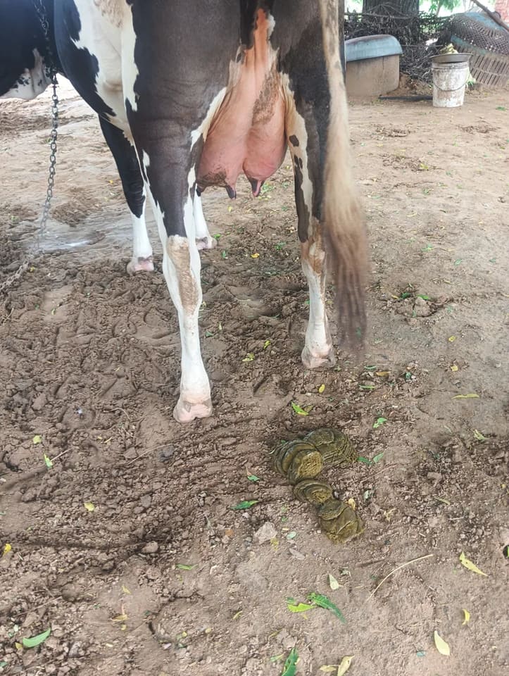 HF Cow in  RAJASTHAN