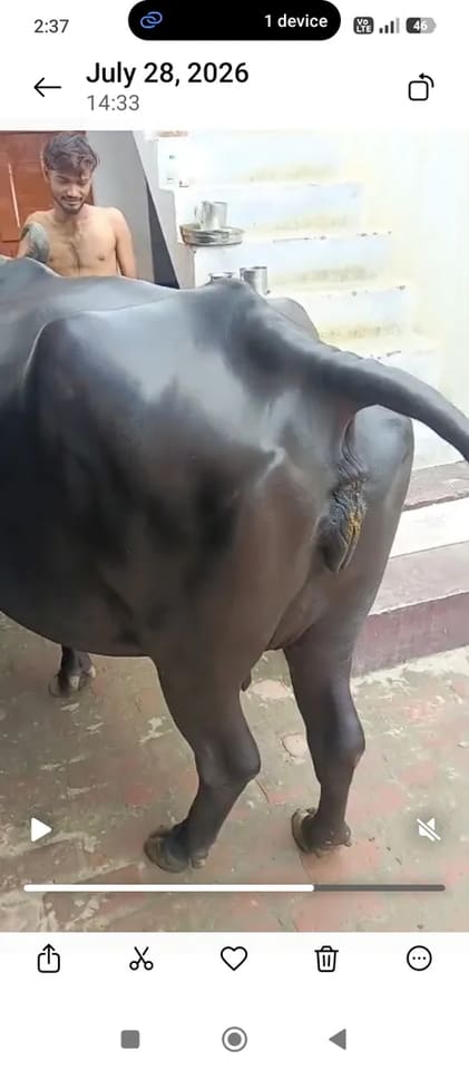 Jafarabadi Buffalo in  UTTAR PRADESH