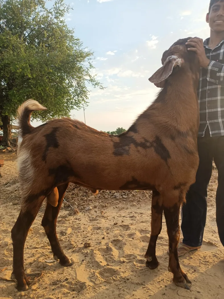 Sirohi Goat in  RAJASTHAN