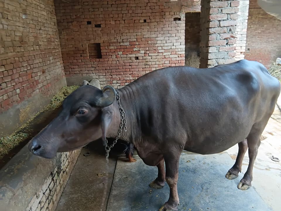 Murrah Buffalo in  UTTAR PRADESH