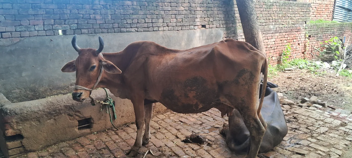 Gir Cow G2028 in UTTAR PRADESH
