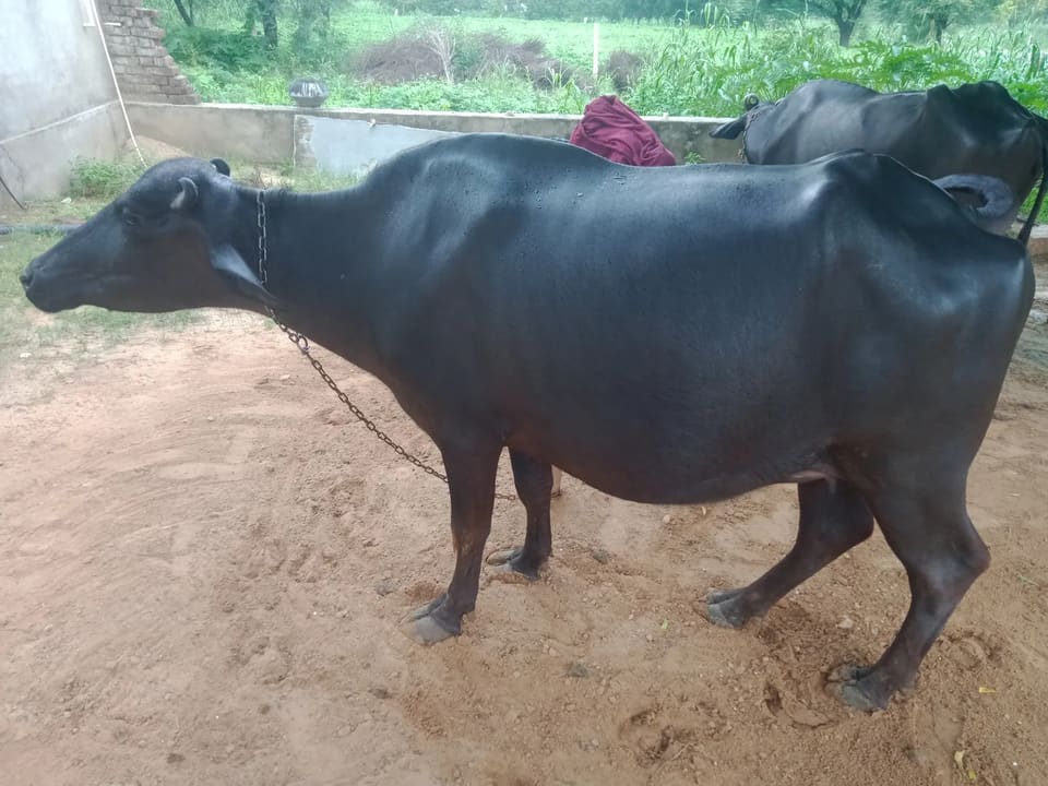 in RAJASTHAN