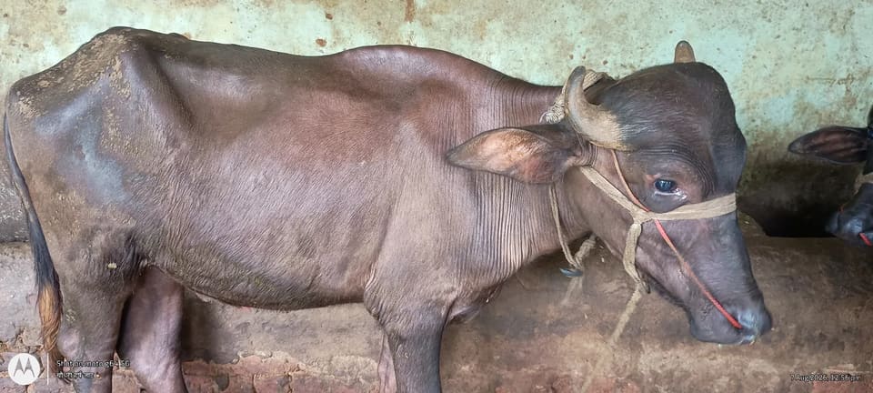 Murrah Buffalo M4644 in UTTAR PRADESH