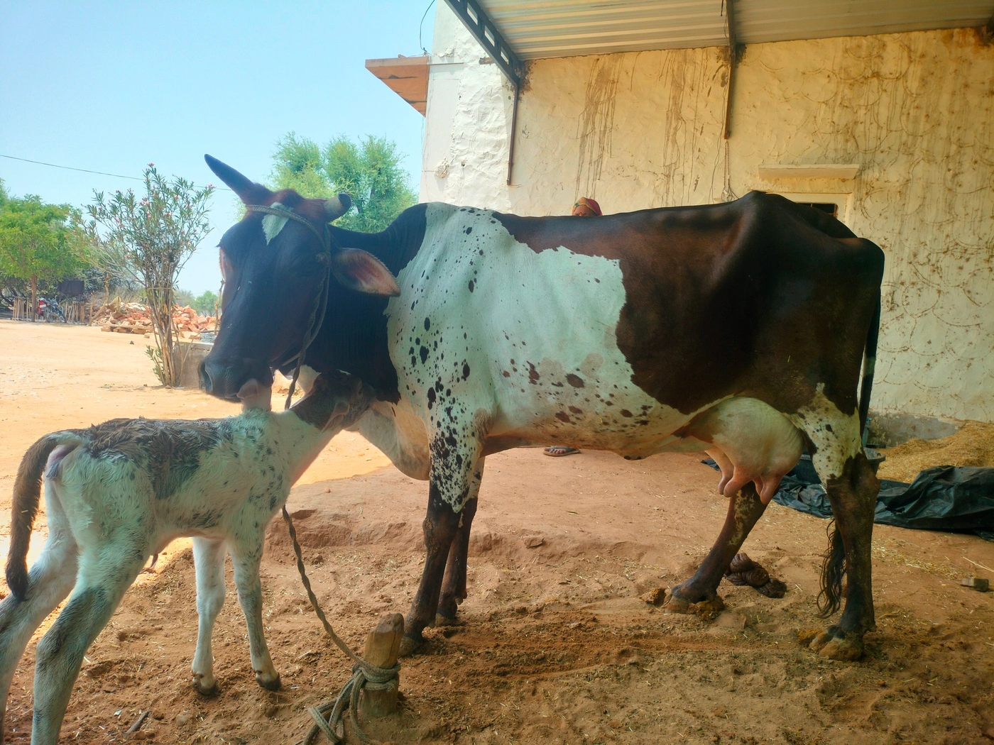 Rathi Cow R0473, Lactation: 3, MilkPerDay: 4Litres, District: NAGAUR, State: RAJASTHAN