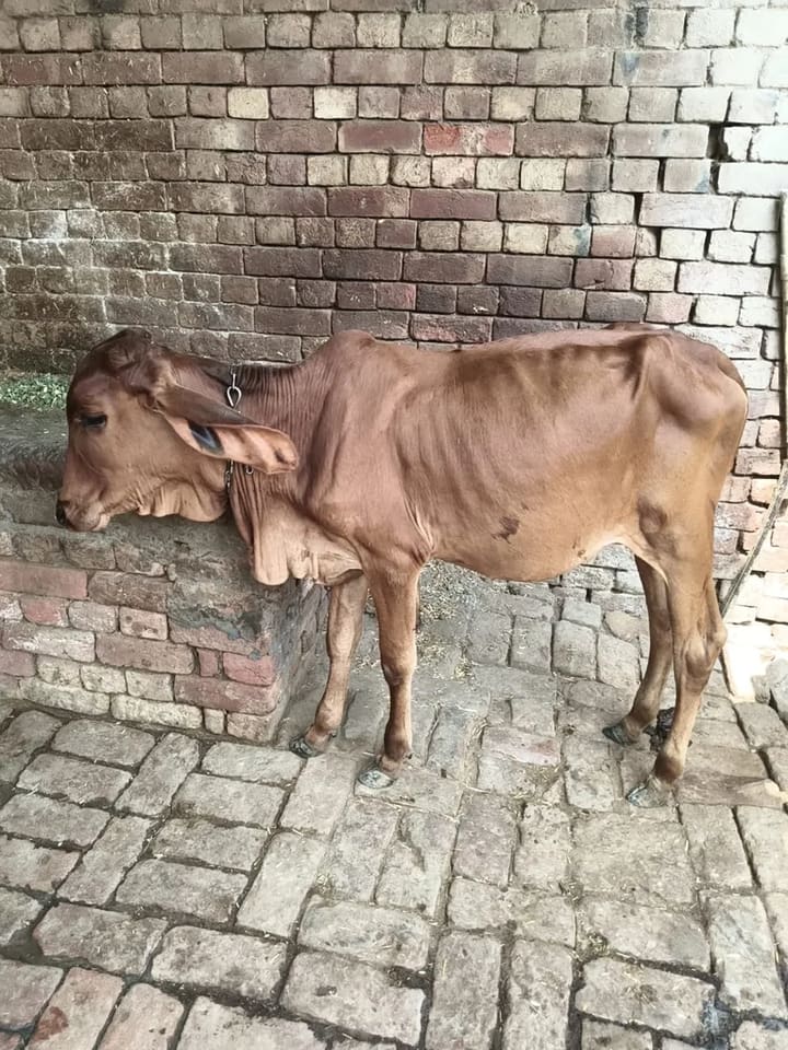 Sahiwal Cow in  PUNJAB