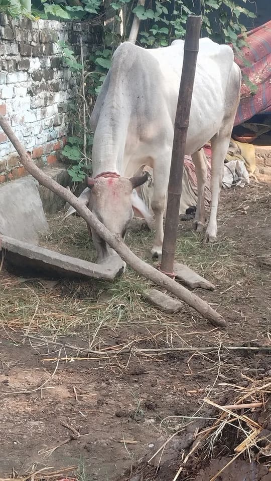 Kankrej Cow in  BIHAR