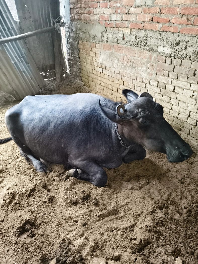 Desi crash Buffalo O0282, MilkPerDay: 8Litres, Pregnant: 9 Months, District:  KANNAUJ, State:  UTTAR PRADESH