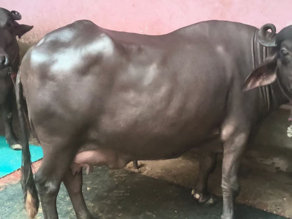 Murrah Buffalo in UTTAR PRADESH