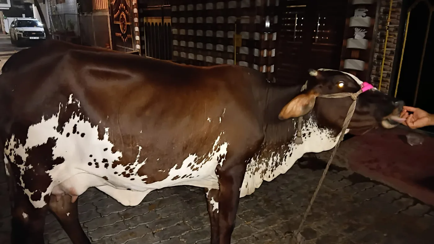 HF Cow in  UTTAR PRADESH