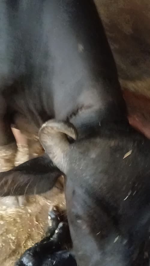 Murrah Buffalo in  HARYANA