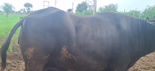 Murrah Buffalo in  RAJASTHAN