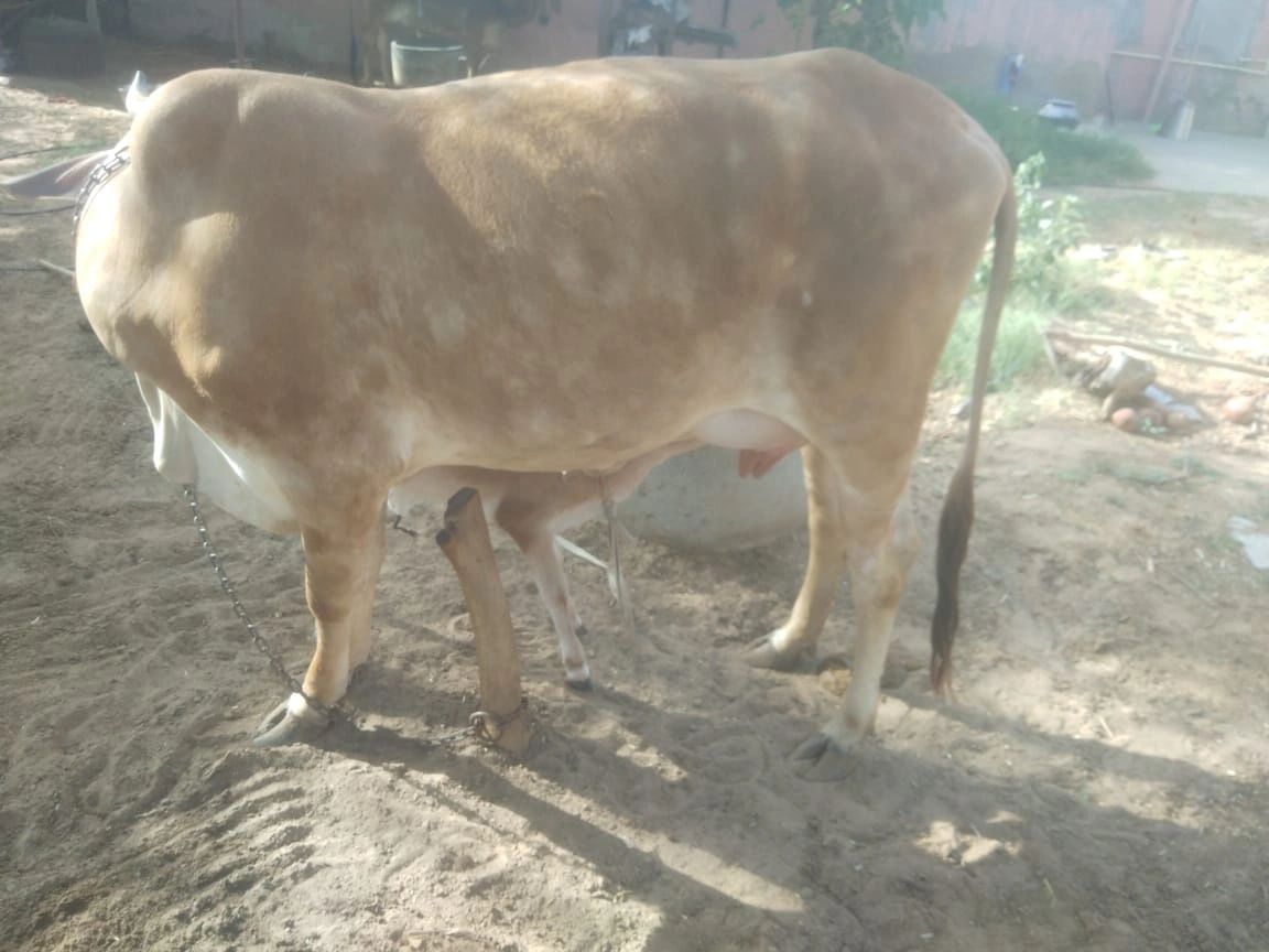 Gir Cow G1843, Lactation: 1, MilkPerDay: 12Litres, District:  JHUNJHUNU, State:  RAJASTHAN