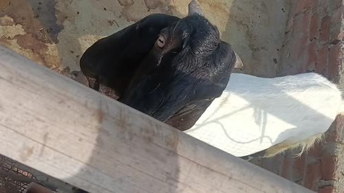 Sirohi Goat S0521, District:  MEERUT, State:  UTTAR PRADESH