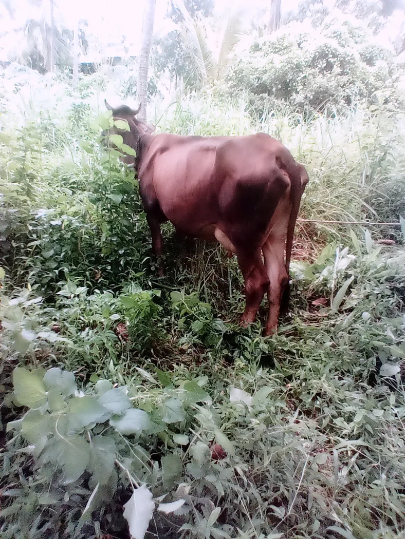Jersey Cow in  KERALA