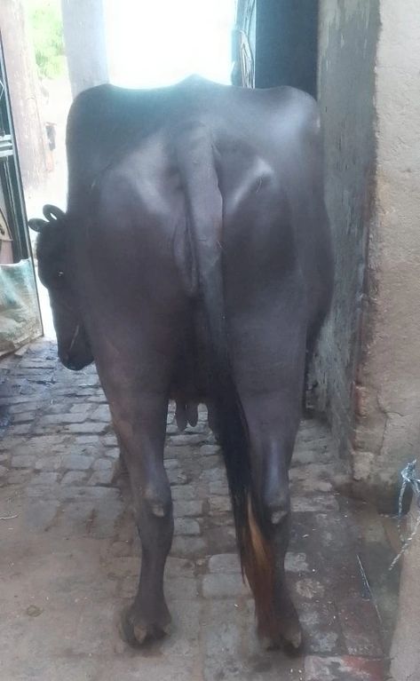 Murrah Buffalo M4162, Lactation: 2, Pregnant: 9 Months, District:  MORADABAD, State:  UTTAR PRADESH