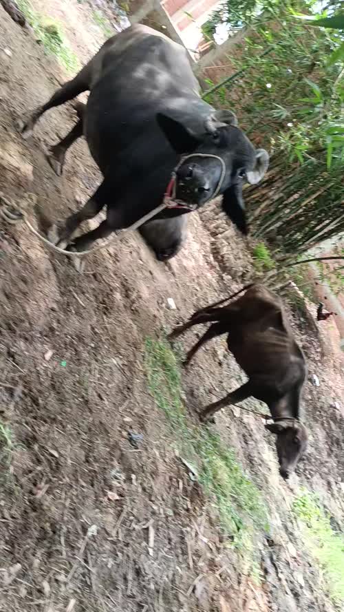 Murrah Buffalo in  UTTAR PRADESH