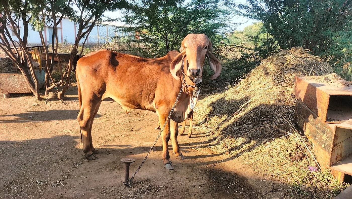 Gir Heifer Cow G1722, District:  AMRELI, State:  GUJARAT