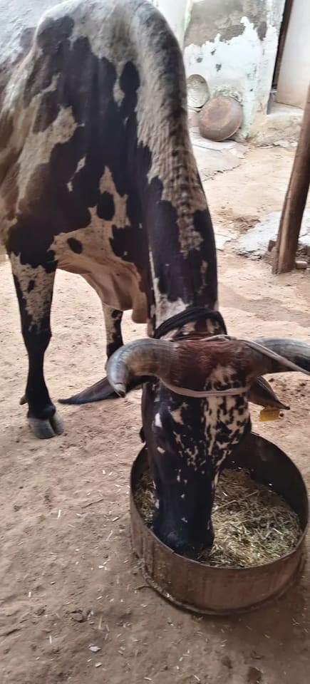 Others Cow in  RAJASTHAN