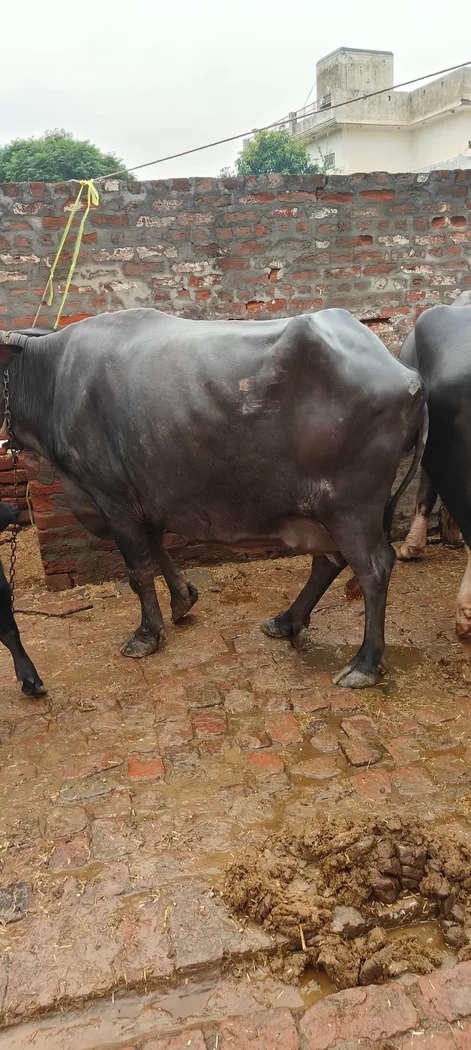 Others Buffalo in  HARYANA