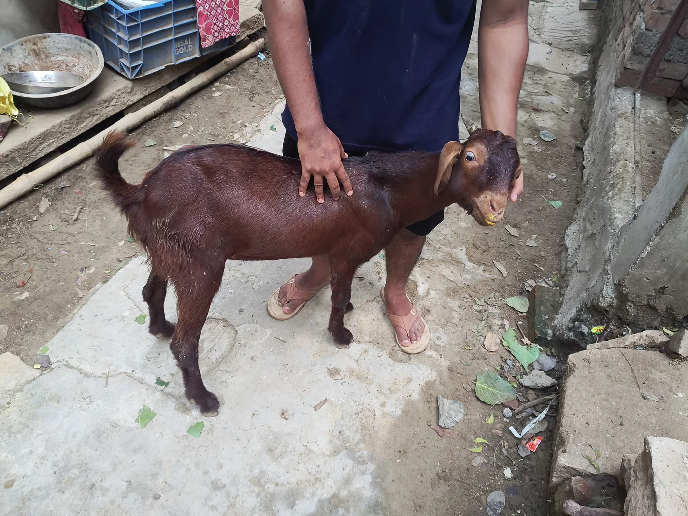 Sirohi Goat in  UTTAR PRADESH