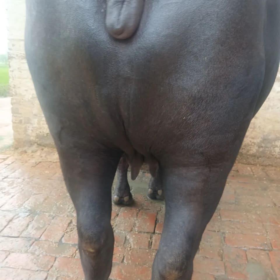 Others Buffalo in  UTTAR PRADESH