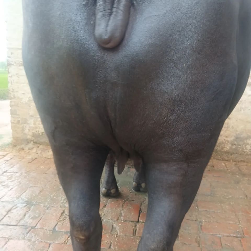 Murrah Buffalo in  UTTAR PRADESH