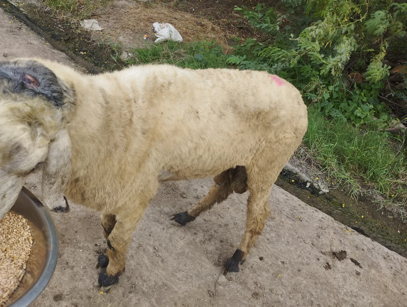 Others Sheep in  MADHYA PRADESH