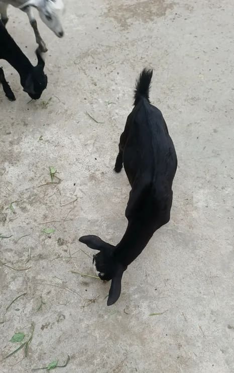 Others Goat in  BIHAR