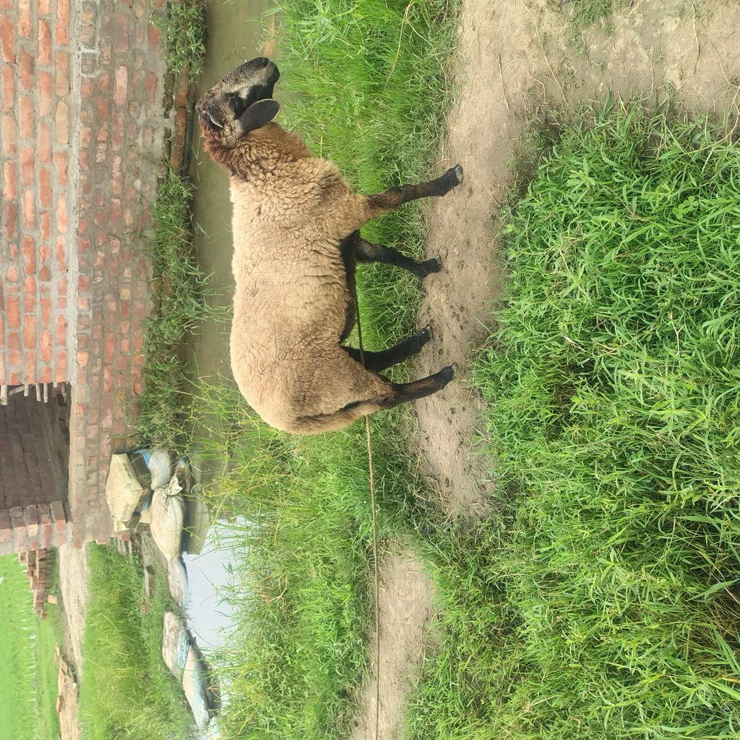 Bannur Sheep in WEST BENGAL
